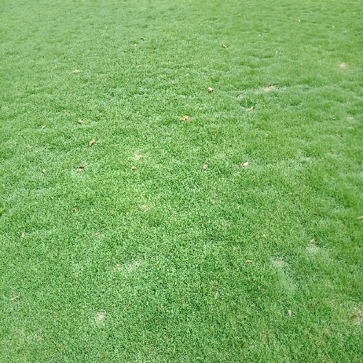 东安县马尼拉草皮 
