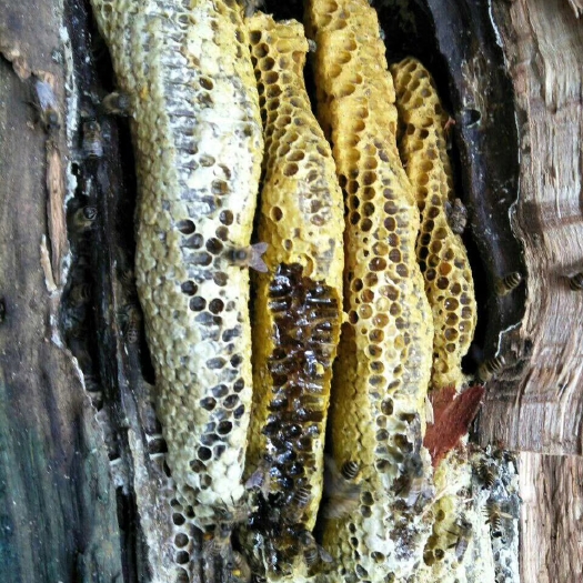 西昌市土蜂蜜 玻璃瓶装 90%以上 2年以上