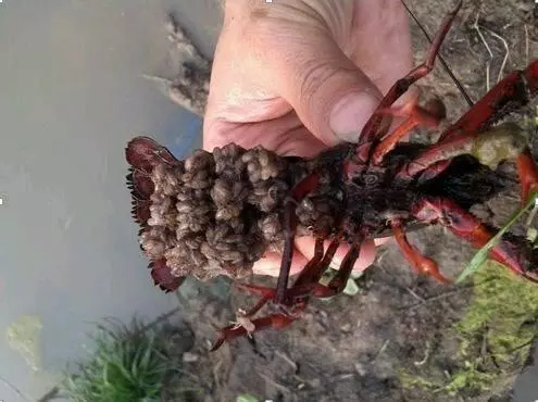 兴文县小龙虾苗