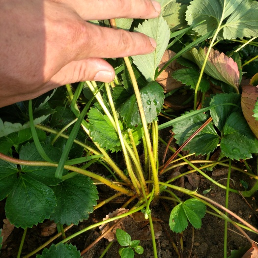 泰安红颜草莓苗 地栽苗 10~20公分