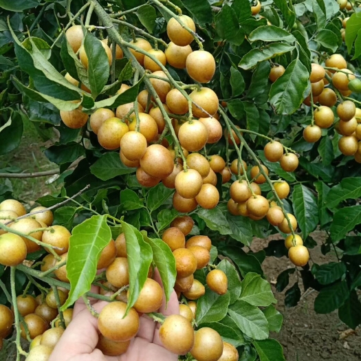 灵山县黑黄皮果苗  黑黄皮 鸡心  无核