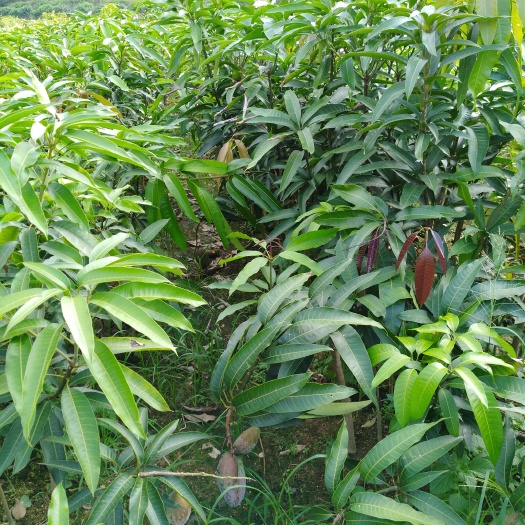 灵山县金煌芒果苗  金皇芒果，贵妃芒果，桂七芒果苗