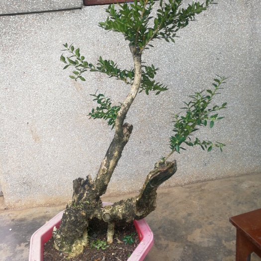 宣威市小叶黄杨 
