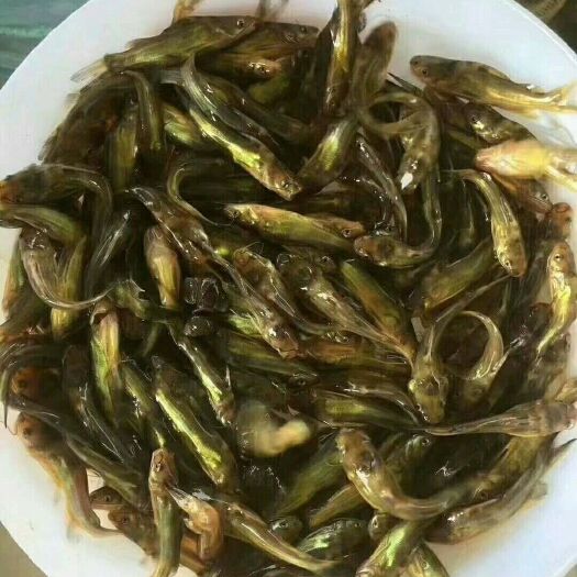 富顺县黄颡鱼苗 