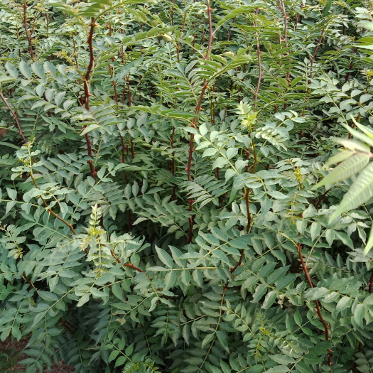 泰安大红袍花椒苗 
