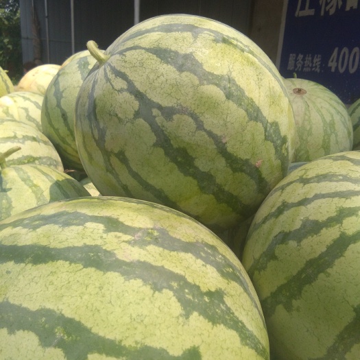 西瓜 湖北省天门市大量供应金城5号西瓜，八斤打底，头茬瓜