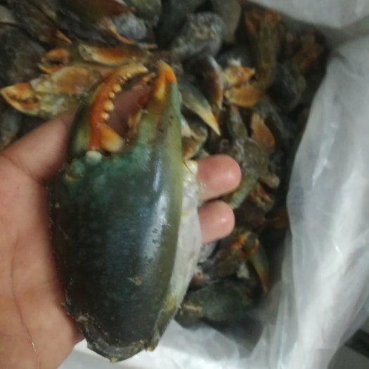 蟹钳 青蟹腿 越南青蟹钳