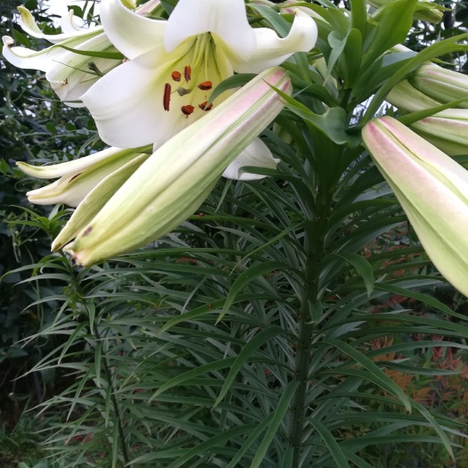 汉阴县百合花 单头