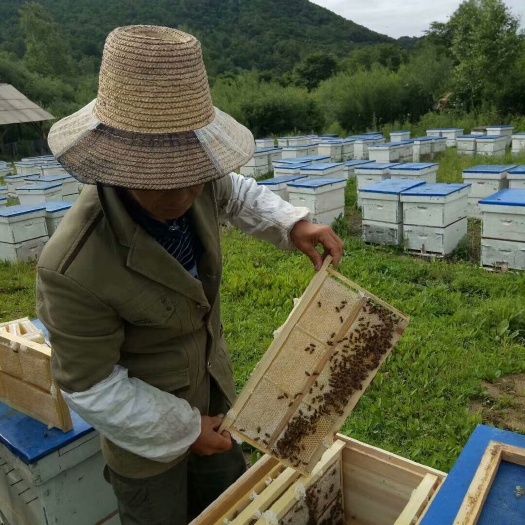 和龙市椴树蜜 塑料瓶装  2年