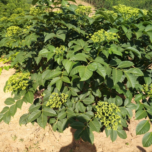 南宁吴茱萸 