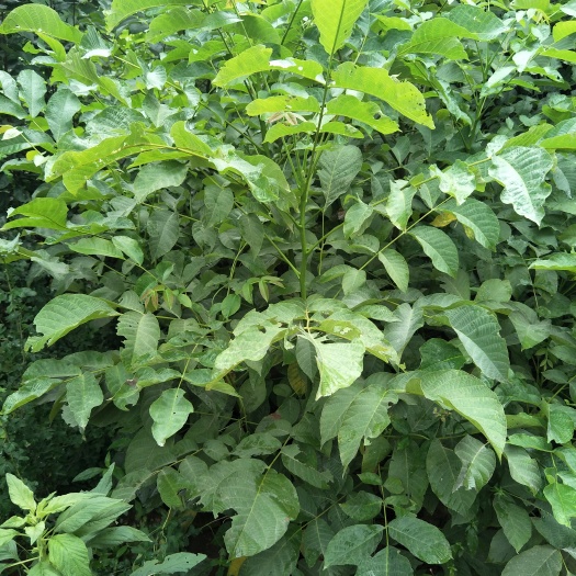 泰安香玲核桃苗 