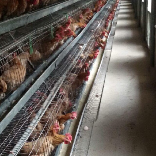 衡阳县 湘黄土鸡苗双林土鸡苗虫子鸡苗贵妃鸡苗芦花鸡苗包打疫苗全国发货