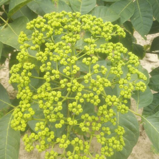 南宁吴茱萸