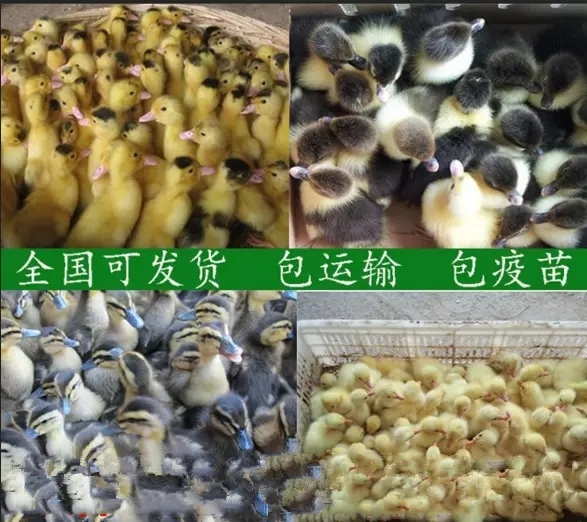 广州麻鸭苗 
