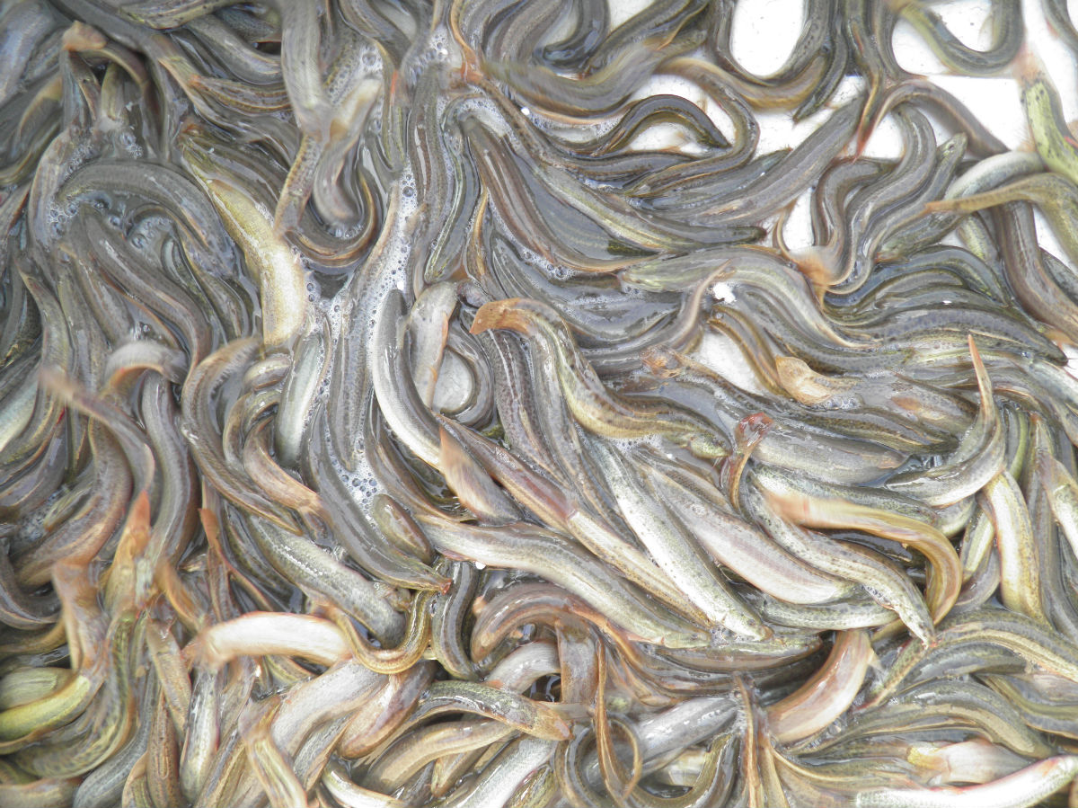 台湾泥鳅苗 泥鳅苗(可提供传统泥鳅,台湾良种泥鳅,金鳅)提供养殖技术