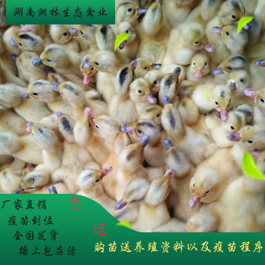 衡阳县优质蛋鸭苗 检疫合格 包疫苗 技术指导 运输保障