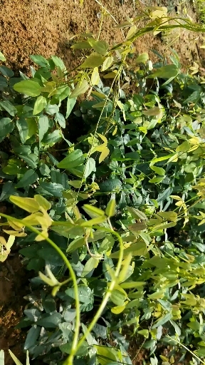 古丈县八月瓜苗 