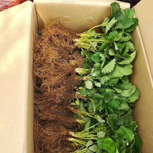 泰安法兰地草莓苗 地栽苗 20~30公分 