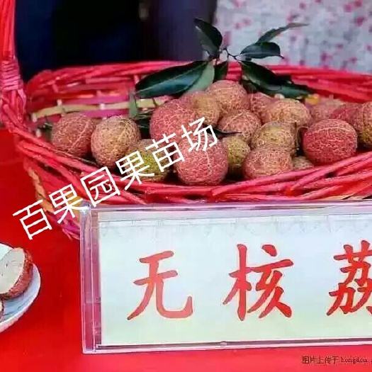 灵山县无核荔枝苗  带土球带叶荔枝果树苗实拍妃子笑荔枝苗桂味苗无核荔枝果苗嫁接苗