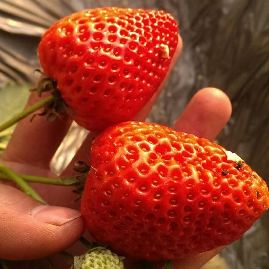 泰安红颜草莓苗  根系发达，植株健康