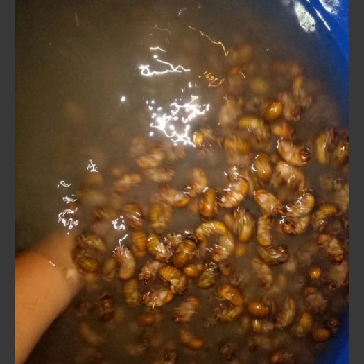 潜江市金蝉