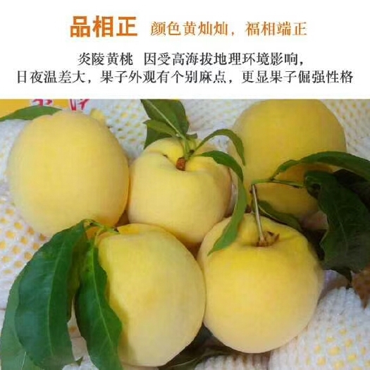 炎陵县炎陵黄桃 55mm以上 3 - 4两 