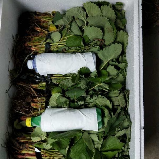 泰安甜宝草莓苗 地栽苗 20~30公分