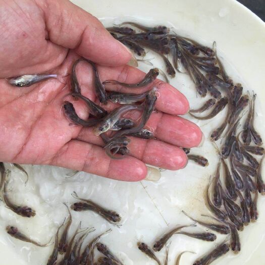 广州叉尾鮰鱼苗