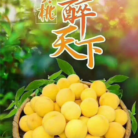 炎陵县炎陵黄桃 55mm以上 3 - 4两 