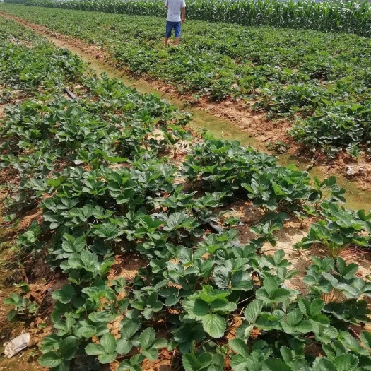 泰安白草莓 地栽苗 10~20公分