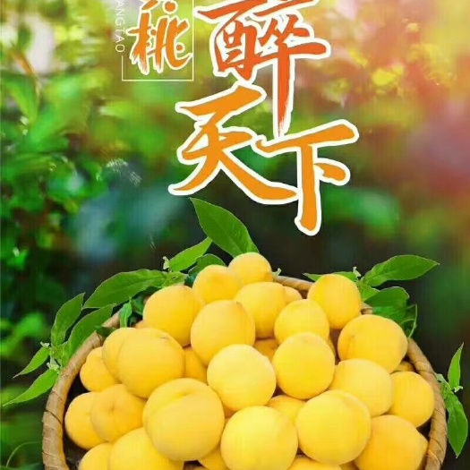 炎陵县炎陵黄桃 60mm以上 3 - 4两