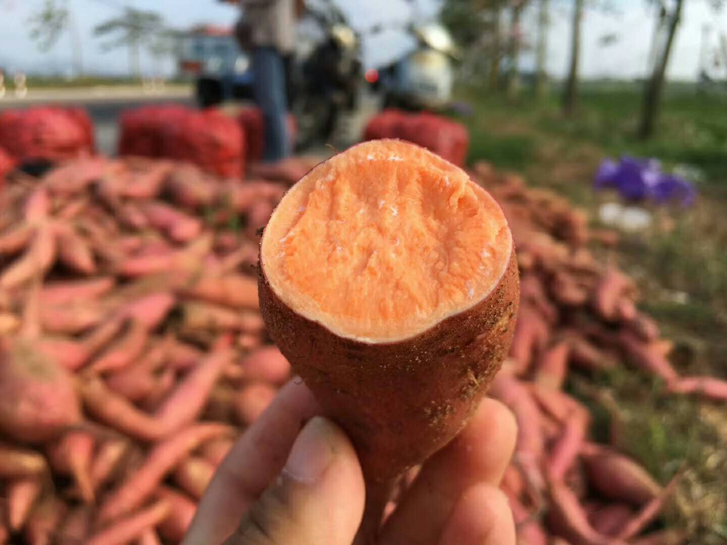 北京红地瓜~六鳌红薯 沙地种植