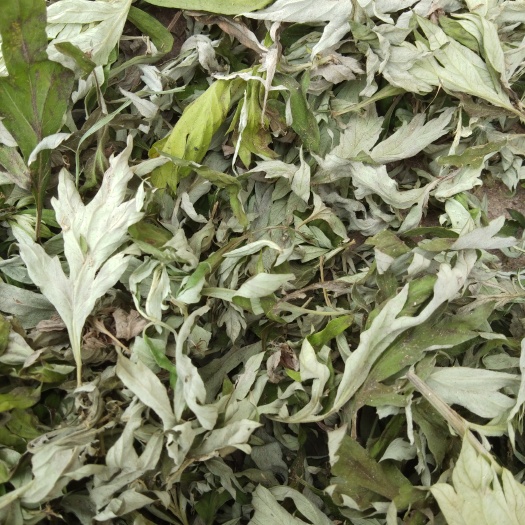 荆门艾草  湖北手选艾叶