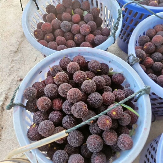 漳州东槐杨梅苗