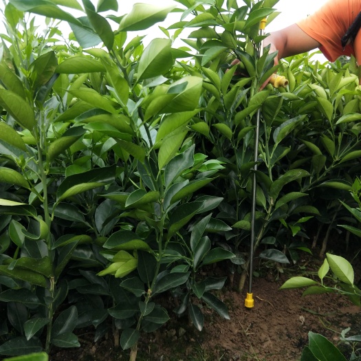 龙山县纽荷尔脐橙苗 嫁接苗 0.5米以下 