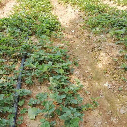 泰安小白草莓苗 地栽苗 10~20公分