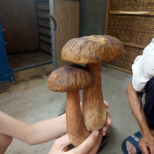 宁强县干牛肝菌 袋装 1年以上 