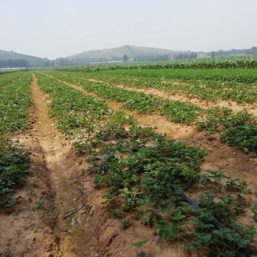 泰安白草莓 地栽苗 10~20公分