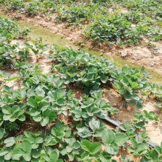 泰安红颜草莓苗 穴盘苗 10~20公分
