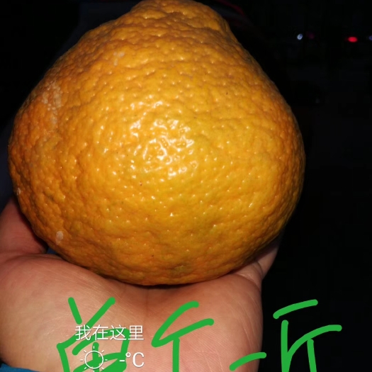阆中市耙耙柑 7.5 - 8cm 5两以上 