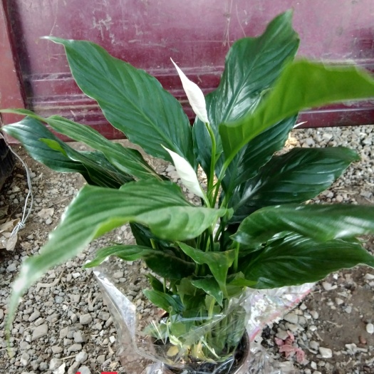 青州市白掌 花卉绿植盆栽