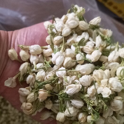 亳州茉莉花茶 袋装 一级