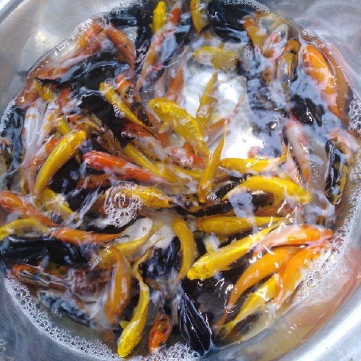 广州锦鲤鱼苗 