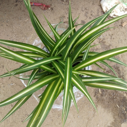 青州市金边吊兰 30~50cm