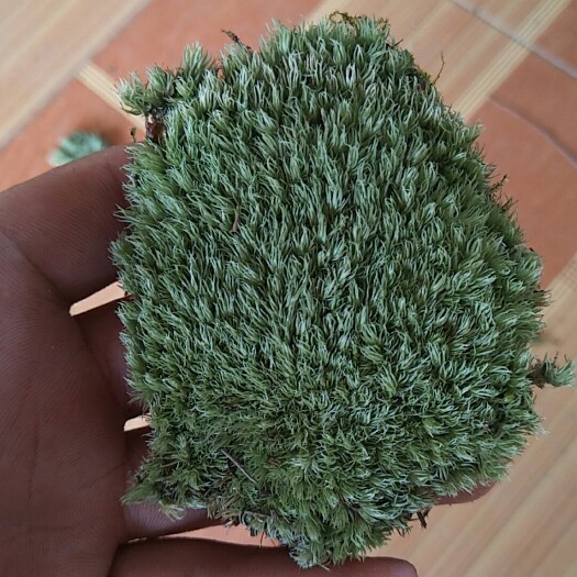 太湖县青苔