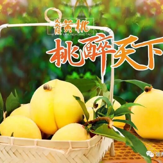 炎陵县炎陵黄桃 60mm以上 3 - 4两