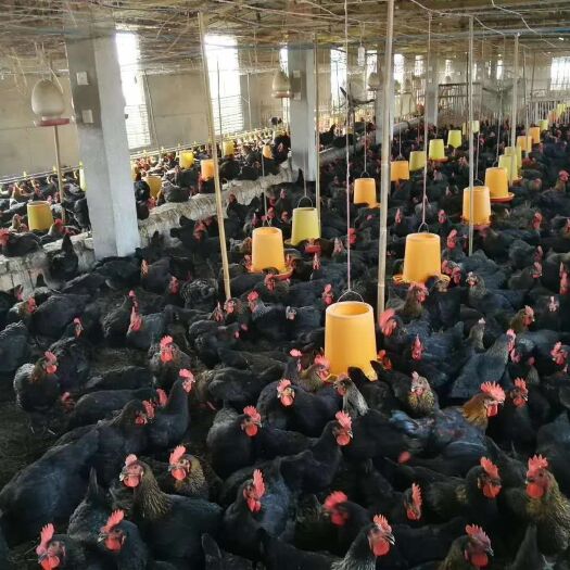衡阳县 黑土鸡苗黑土2母苗黑土2公苗