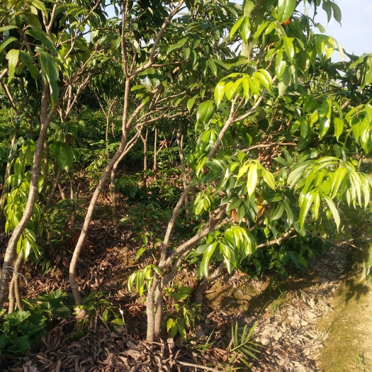 灵山县桂味妃子笑白糖罂