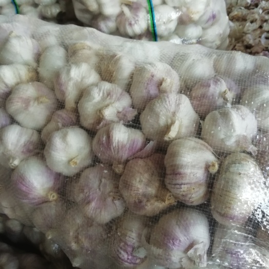 金乡县 金乡大蒜
