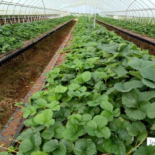 泰安宁玉草莓苗  基地供应草莓苗 价格便宜 草莓苗技术管理栽培管理